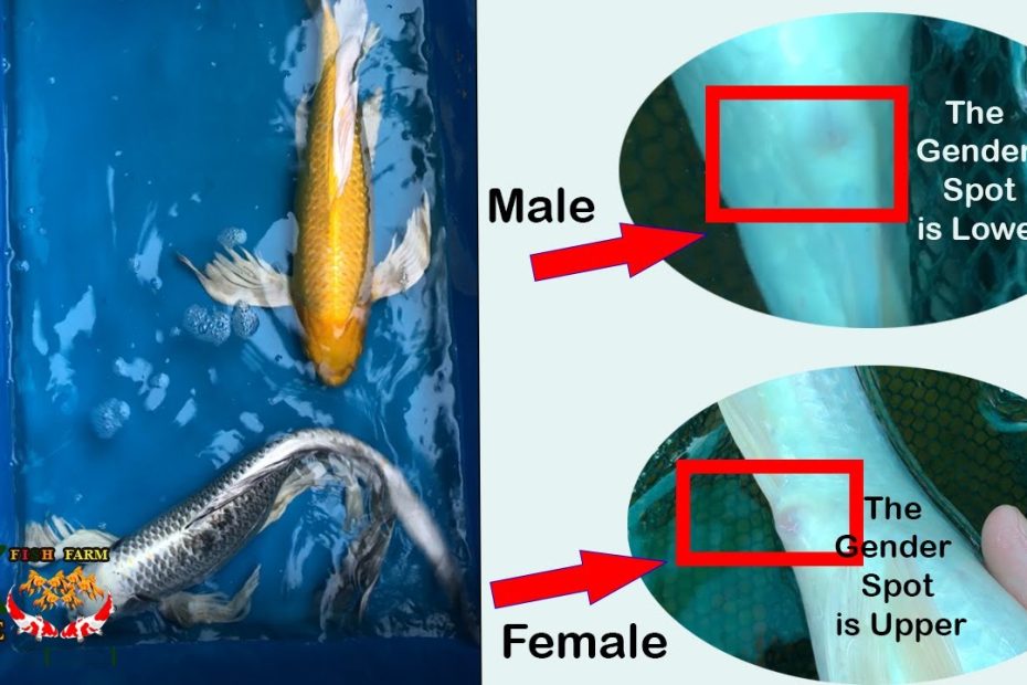 How To Know The Gender Of A Koi Fish - Male Or Female - Youtube