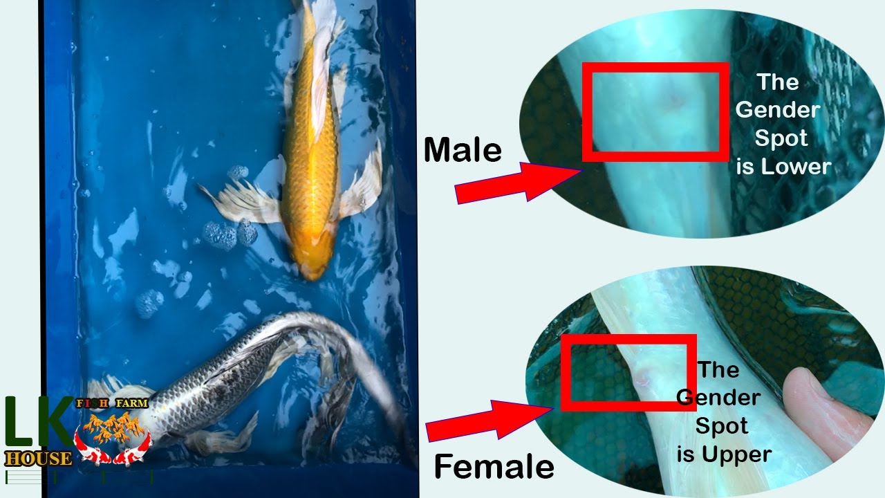 How To Know The Gender Of A Koi Fish - Male Or Female - Youtube