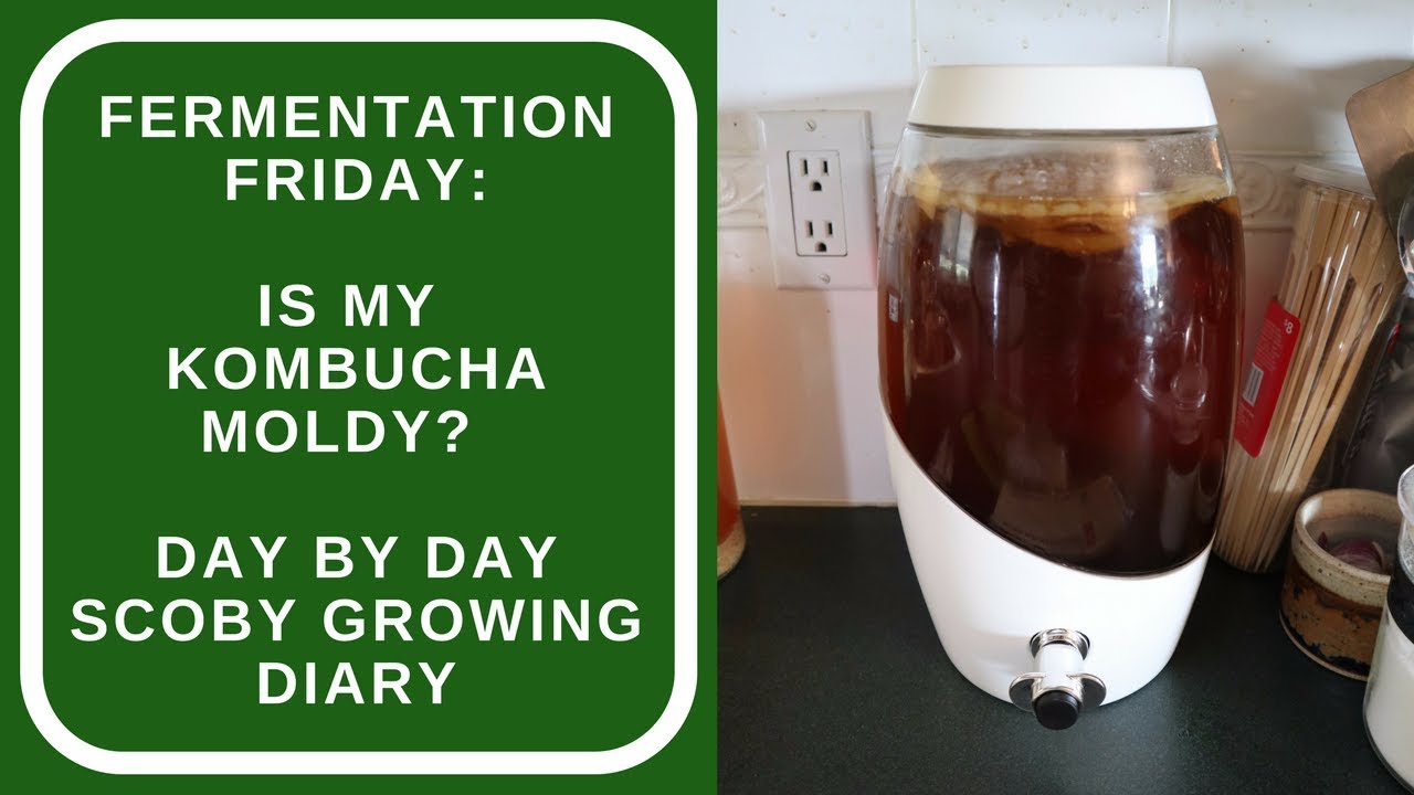 Is My Kombucha Moldy? Day By Day Scoby Growing Diary - Youtube