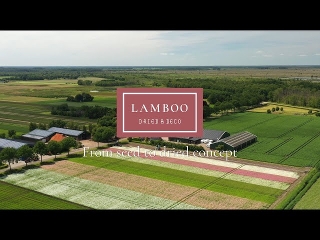 Pure Dried Perfection | Lamboo Dried & Deco - Youtube